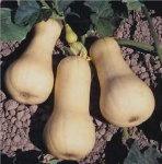 image of butternut_squash #6