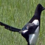 image of bird