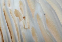 image of mushrooms