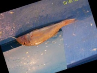 image of fish