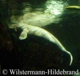 image of dugong
