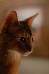 image of abyssinian #3