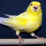 image of bird