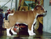 image of basenji