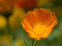 image of flower