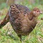 image of bird