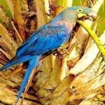 image of lears_macaw #8