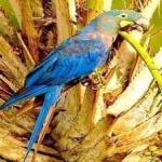 image of bird