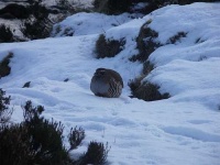 image of partridge
