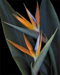 image of flower