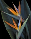 image of bird_of_paradise_flower #54