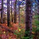 image of forest