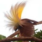 image of bird