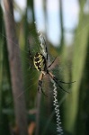 image of black_and_gold_garden_spider