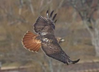 image of hawk
