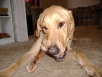 image of redbone