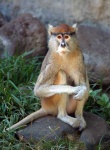 image of patas