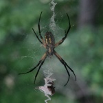 image of garden_spider