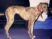 image of saluki