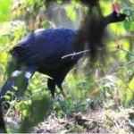 image of bird