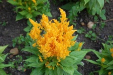image of flower