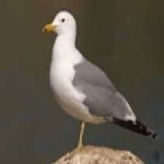 image of bird