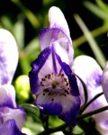image of flower