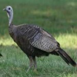 image of bird