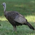 image of wild_turkey #1