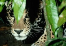 image of jaguar_car