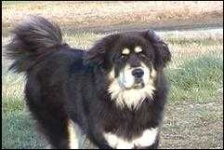 image of tibetan_mastiff #34