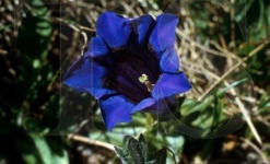image of flower