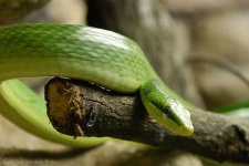 image of green_mamba