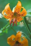 image of flower