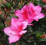 image of azalea #1