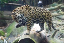 image of jaguar_car