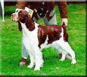 image of welsh_springer_spaniel