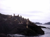image of sea_lion