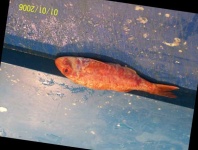image of red_mullet #32