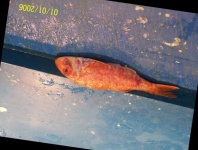 image of fish
