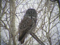 image of great_grey_owl