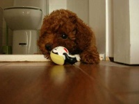 image of toy_poodle