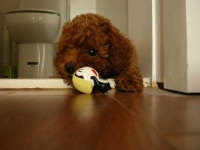 image of toy_poodle #15