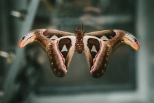 image of moth #18