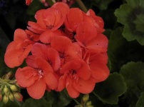 image of flower