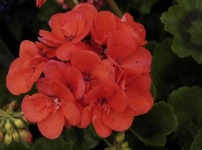 image of geranium #24