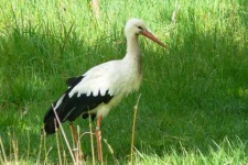 image of stork