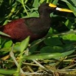 image of bird
