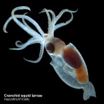 image of animal