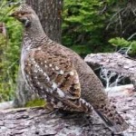 image of bird